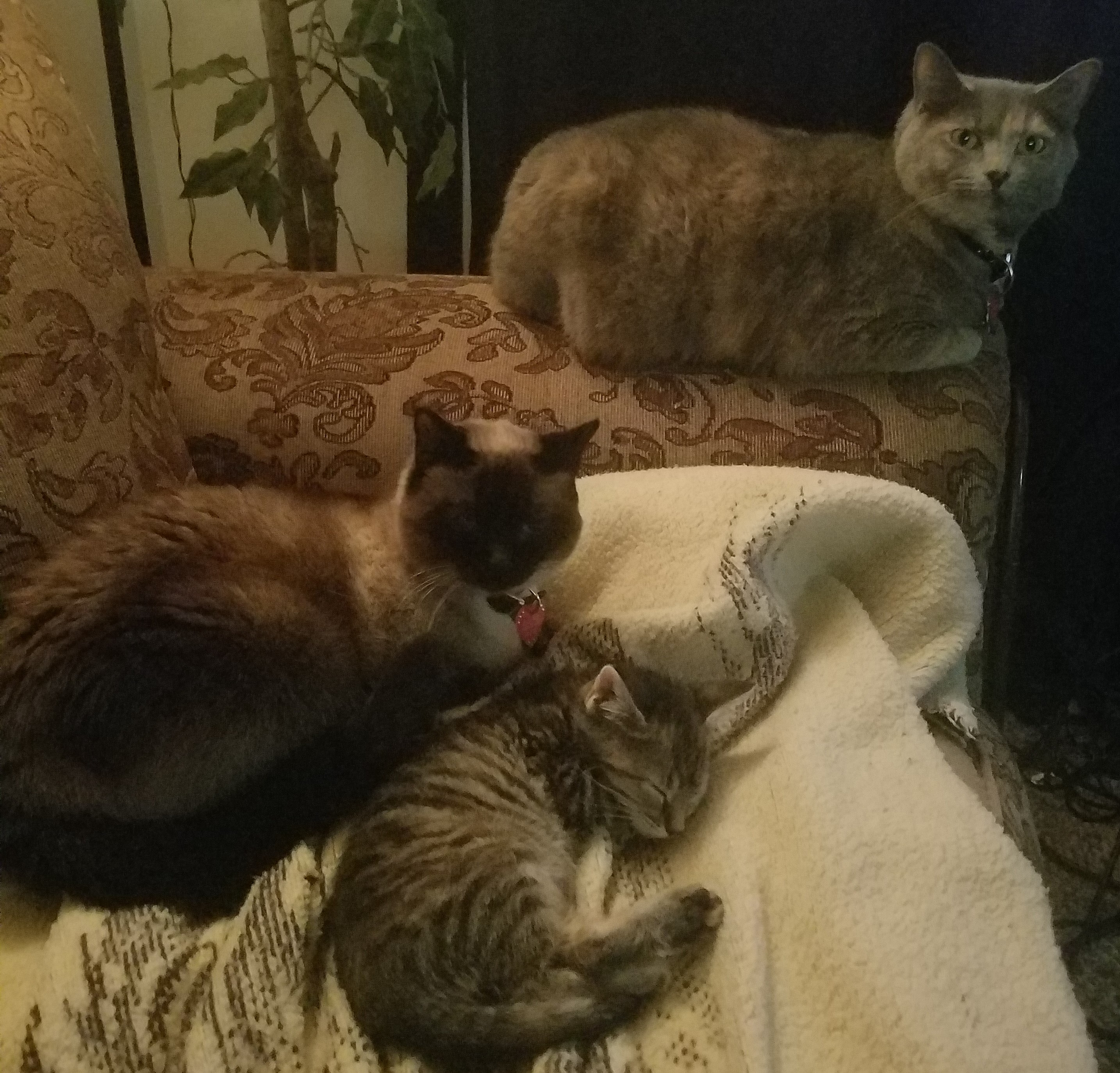 Borden Pet Crematory & Memorial Center